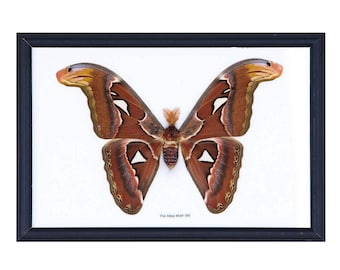 LOT OF 6 Frames, Giant Atlas Moths (Attacus atlas) Taxidermy FRAME 8.5 x 10 inches Dried Specimens Wholesale