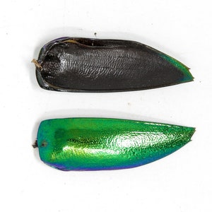VENTE EN GROS 1 000 ailes de scarabée bijou | LIVRAISON GRATUITE | Sternocera aequisignata | Étuis à ailes irisés d'origine éthique