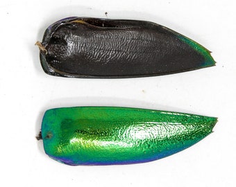 WHOLESALE 1,000 Jewel Beetle Wings | FREE SHIPPING | Sternocera aequisignata | Iridescent Wing Cases Ethically sourced