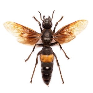 TWO (2) Greater Banded Hornets (Vespa tropica tropica) A1 Spread Specimens