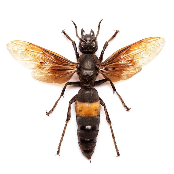 Insect.happy　標本箱A2サイズ黒2セット TWO (2) Greater Banded Hornets | Vespa Tropica TROPICA | A1 Spread