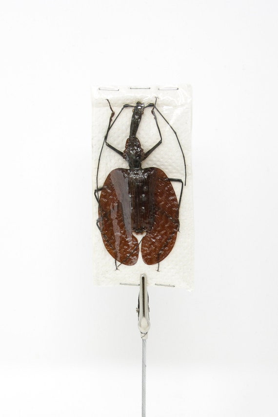 Real Violin Banjo Guitar Beetle Mormolyce Insect Taxidermy Real Violin Banjo Guitar Beetle Mormolyce Insect Taxidermy