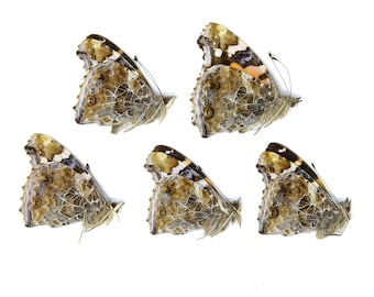 Five (5) Indian Red Admiral Butterflies, Vanessa indica, Unmounted Papered Butterflies | Entomology Specimens