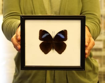 Real Butterfly Specimen Vintage Framed Dry-preserved Taxidermy Butterfly