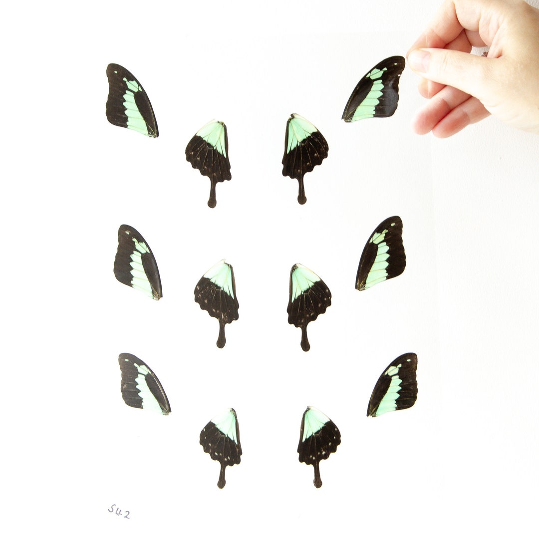 Butterfly Wings GLOSSY LAMINATED SHEET Real Ethically Sourced Specimens