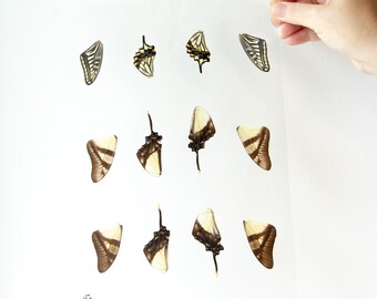 Butterfly Wings GLOSSY LAMINATED SHEET Real Ethically Sourced Specimens Moths Butterflies Wings for Art -- S47