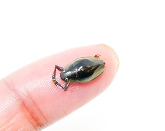 FIVE (5) Tiny 10mm Water Beetles (Patrus sp. 01) Unmounted Specimens