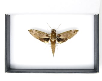 Hawkmoth Spread Specimen | Cechenena helops | Pinned Lepidoptera with Scientific Collection Data A1- (SP15)