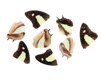 10 Common Nawab Butterfly Loose Wings (Polyura athamas) Real Wings for Artistic Creation