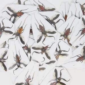 Puede incluir: Una colección de especímenes de insectos, cada uno montado en una tarjeta blanca de forma irregular. Los insectos tienen cuerpos oscuros, alas translúcidas y abdómenes de color marrón rojizo. Las tarjetas están dispersas sobre una superficie blanca.