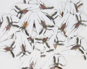 TEN (10) Red Water Scorpions (Laccotrephes pfeiferiae) SPREAD A1 Entomology Specimens