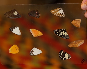 Butterfly Wings GLOSSY LAMINATED SHEET Real Ethically Sourced Specimens Moths Butterflies Wings for Art -- S21