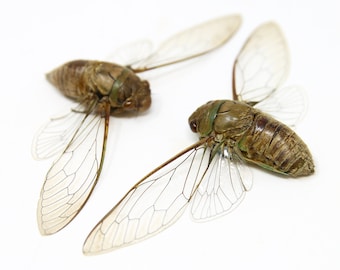 Two (2) Clear Wing Insect Cicada, Thailand species 100mm | A1 Spread Specimens, Entomology