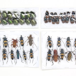 Assorted Specimens Insect Collection (Thailand) A1 Unmounted Dried Beetles, Coleoptera LOT*163