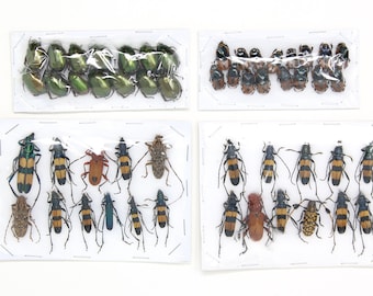 Assorted Specimens Insect Collection (Thailand) A1 Unmounted Dried Beetles, Coleoptera LOT*163