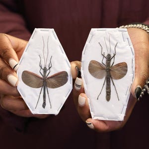 TWO (2) Cinnamon Stick Insects (Orthomeria limogesi) A1 Spread Phasmid Specimens