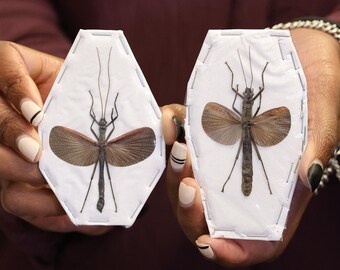 TWO (2) Orthomeria limogesi, Spread Phasmids, A1 Specimens