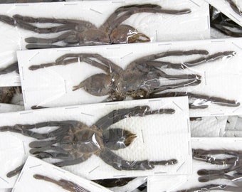 Pack of 5 Thai Bird-eating Tarantulas (Cyriopagopus minax) 100-120mm A1 Haplopelma Spiders, Arachnids, Entomology