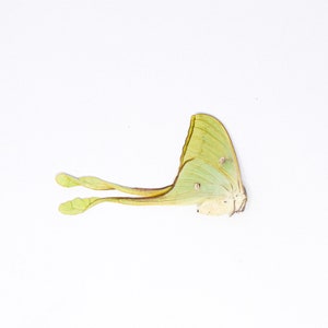 Moon Moth, Actias maenas diana A1- Unmounted Moth Specimen