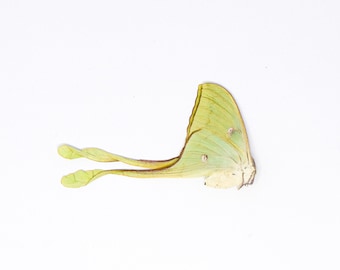 Moon Moth, Actias maenas diana A1- Unmounted Moth Specimen