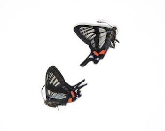 TWO (2) Chorinea sylphina | The Angel Glass Wing | Dry-preserved Butterfly Specimens