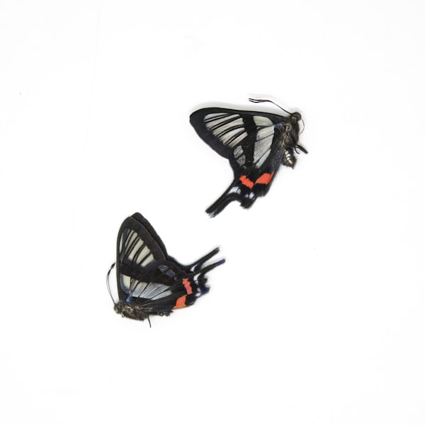 TWEE (2) Chorinea sylphina | De Angel Glass Wing | Droog geconserveerde vlinderspecimens