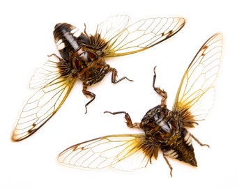 TWO (2) CLEAR-WING Cicadas (Cryptotympana acuta) Large Wingspan 4.5 Inches A1 Real Natural Specimens