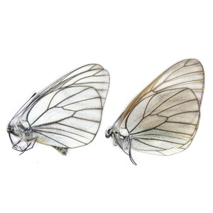 Zwei (2) Schwarz-gegerbte weiße PAAR, Aporia crataegi | Unmontierte Papierschmetterlinge | Entomologie-Exemplare