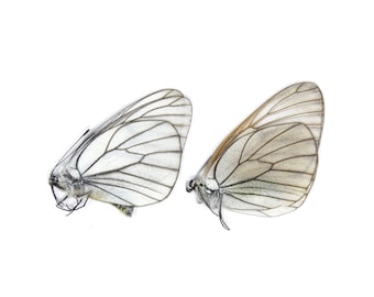 Two (2) Black-veined White PAIR, Aporia crataegi | Unmounted Papered Butterflies | Entomology Specimens