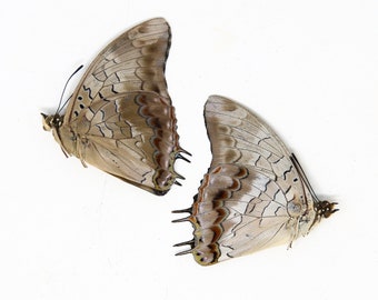 Two (2) Charaxes etheocles "Demon Charaxes" A1 Real Dry-Preserved Butterflies, Unmounted Entomology Taxidermy Specimens