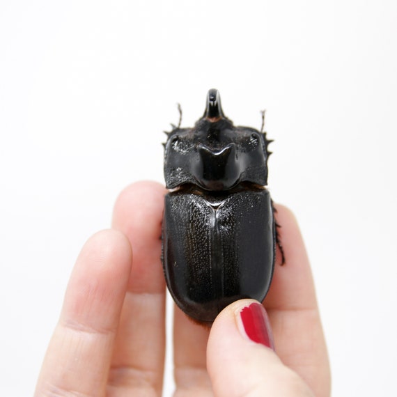 PACK OF 10 Thai Rhino Beetles (trichogomphus Martabani) A1 Real