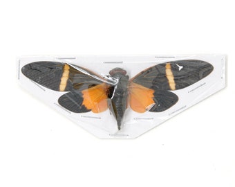 Two (2) Orange Cicada Spread Specimens | Tosena paviei 80mm A1 | Entomology Taxidermy Artistic