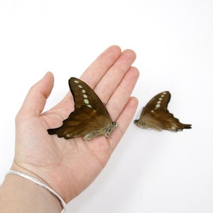 2 x Grün Gebänderter Schwalbenschwanz | Graphium codrus | Trockenkonservierte Schmetterlinge Unmontiert A1