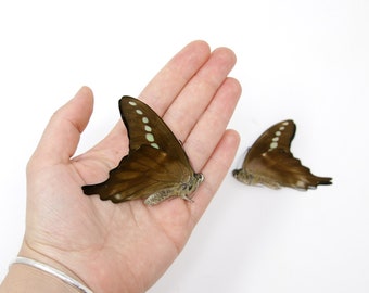 2 x Green Banded Swallowtail | Graphium codrus | Dry-Preserved Unmounted Butterfly Specimens A1