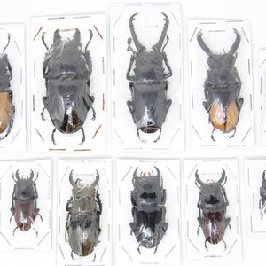 Assorted Specimens Insect Collection (Thailand) A1 Unmounted Dried Beetles, Coleoptera LOT*017