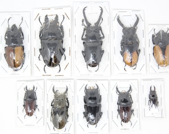 Assorted Specimens Insect Collection (Thailand) A1 Unmounted Dried Beetles, Coleoptera LOT*017