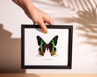 The Madagascar Sunset Day-Flying Moth (Chrysiridia rhipheus) Ethical Butterfly in Frame 8 x 7 inches. Gift Boxed