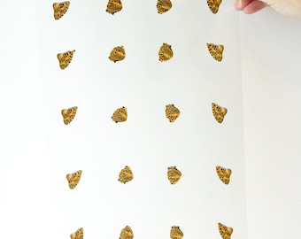 Butterfly Wings GLOSSY LAMINATED SHEET Real Ethically Sourced Specimens Moths Butterflies Wings for Art -- S63