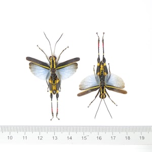 Two (2) Traulia azureipennis (Spread-wings) A1 Entomology Specimens 40mm Wingspan