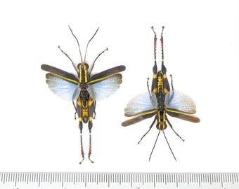 Two (2) Traulia azureipennis (Spread-wings) A1 Entomology Specimens 40mm Wingspan