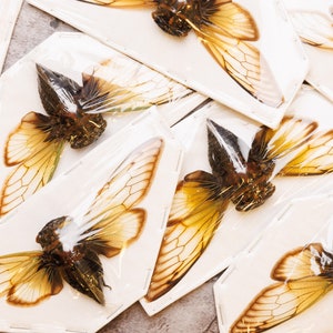 TWO (2) Clear Winged Cicadas (Cryptotympana fumipennis) 5 Inch Wingspan, A1 Quality Real Insect Specimens