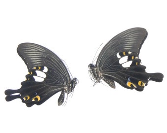 TWO (2) Papilio sataspes sataspes | A1 Real Dry-Preserved Butterflies | Unmounted Entomology Taxidermy Specimens