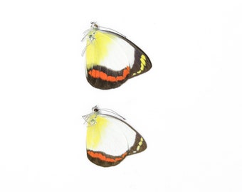 Sexed Pair of Delias mysis lara, Dry-Preserved Lepidoptera Butterflies Specimens, Entomology Dried Butterfly Taxidermy