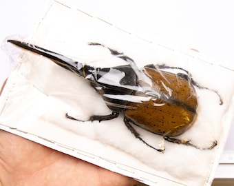 Hercules Beetle (Dynastes hercules lichyi) Ecuador, A1 Extra Large Male Specimen ** 138MM**