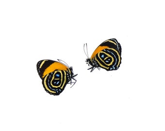 TWO (2) Callicore pastazza | The Superb Numberwing | A1 Dry-preserved Butterfly Specimens