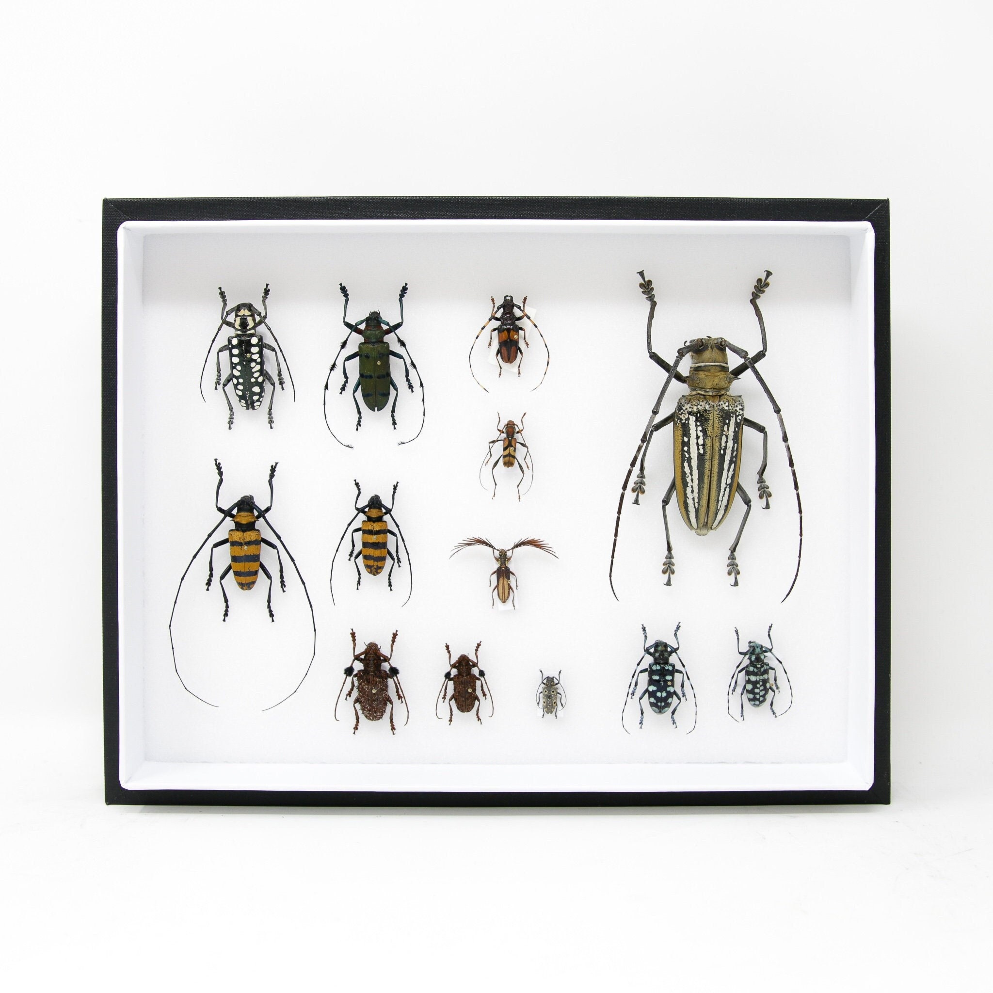 Thousands of Products Great selection at great prices Real Insect 10