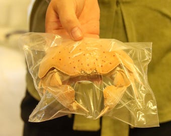 Calappidae Crab Specimen (Calappa calappa) DOTTED FORM Philippines, Sea-life (1250134)