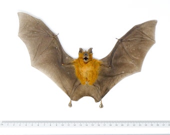 TWO (2) Bicolored Roundleaf Bats SPREAD-WINGS (Hipposideros bicolor) A1 Dry-preserved Specimen 9 Inches