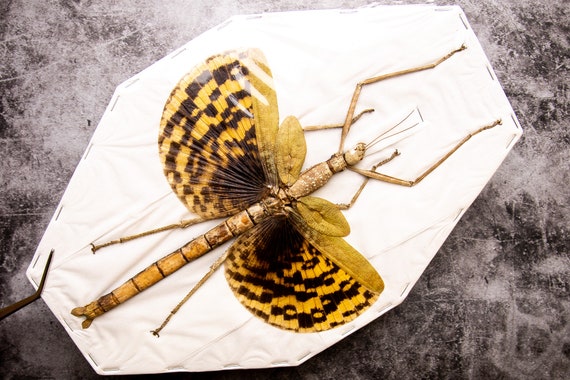 巨大ナナフシ（Phasma gigas）A1 実物昆虫標本 - Etsy 日本