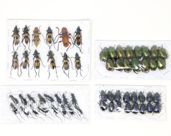 Assorted Specimens Insect Collection (Thailand) A1 Unmounted Dried Beetles, Coleoptera LOT*190